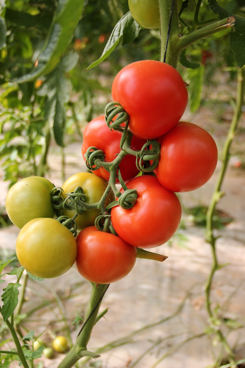 Tomates grappe